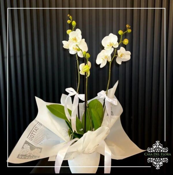 Orchid White