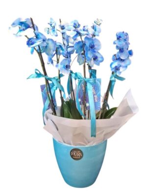 3 orchid blue ( 6 tac) 3 orchid blue