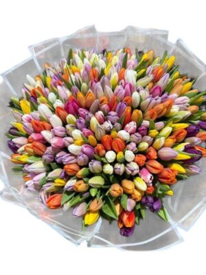300 Tulips