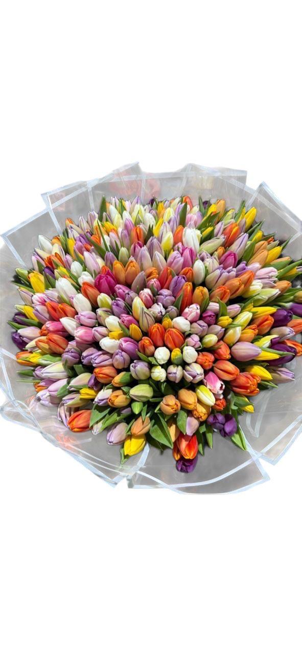 300 Tulips