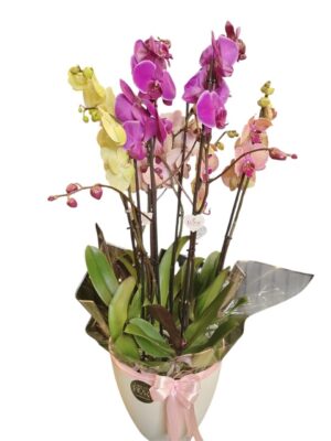 4 orchid colorful 4 orchid colorful