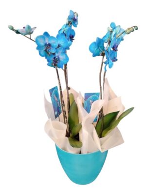 Blue orchid 4 tac Blue Orchid 4 Tac