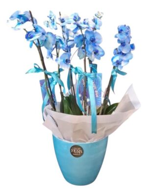 Blue orchid 6 tac Blue Orchid 6 Tac