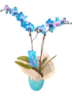 blue orchid 2 tac Blue Orchid 2 Tac